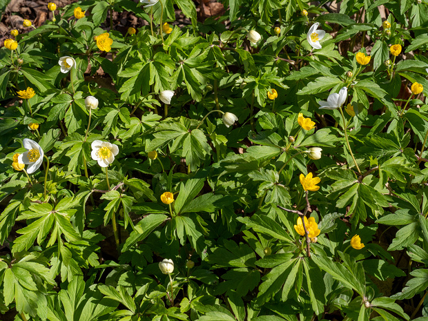 Anemone nemorosa vs Anemone ranunculoides