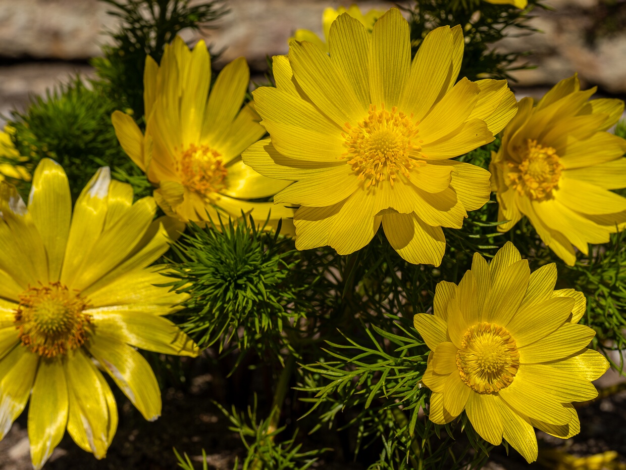 Адонис весенний - Adonis vernalis