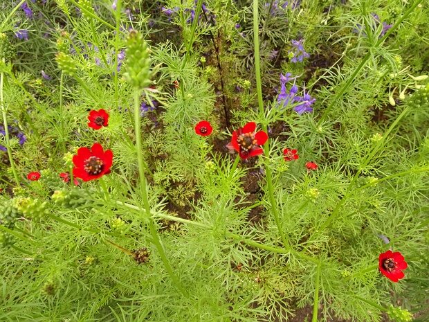 Адонис летний - Adonis aestivalis