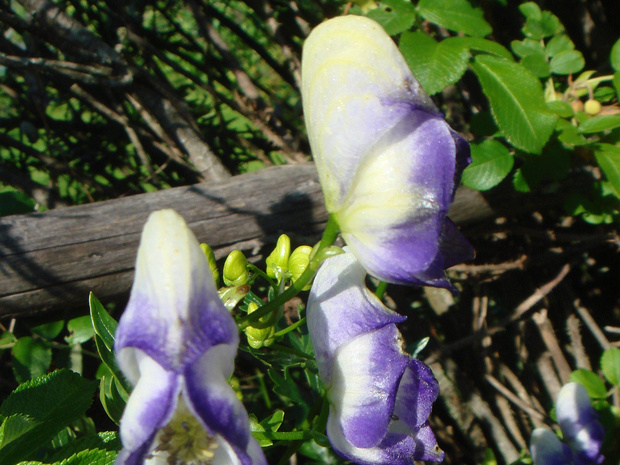 Борец северный - Aconitum septentrionale