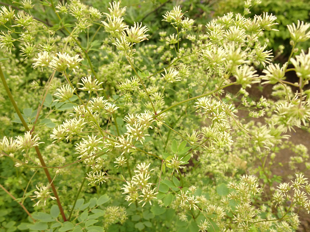 Василистник пушистоплодный - Thalictrum dasycarpum