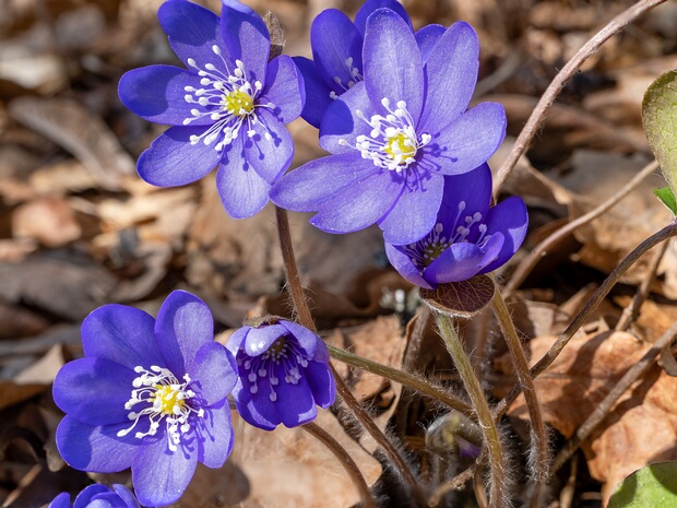 Перелеска благородная - Hepatica nobilis