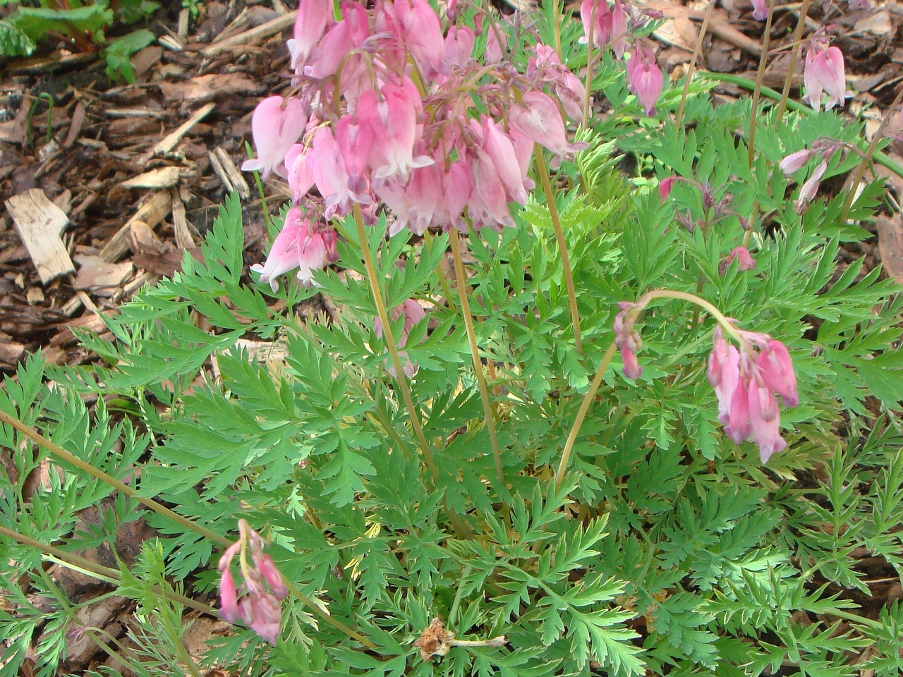 DSC07291