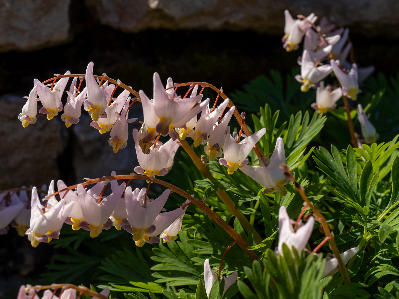 Dicentra cucullaria 'Pink Punk' _2025-04-26_1-1