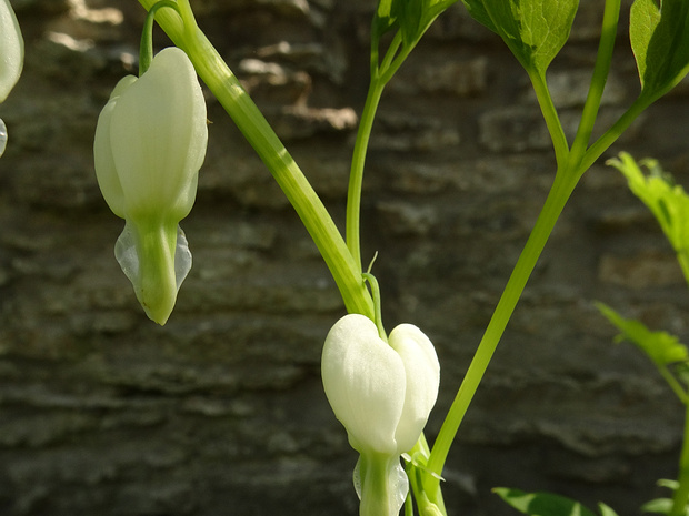 Лампрокапнос великолепный белая форма - Lamprocapnos spectabilis f. alba