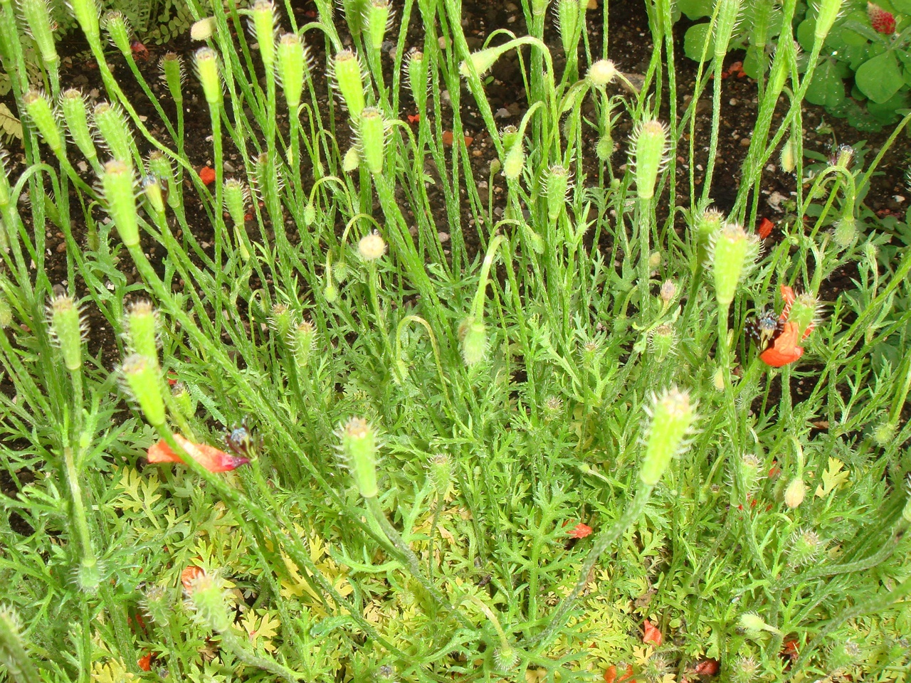 DSC09635