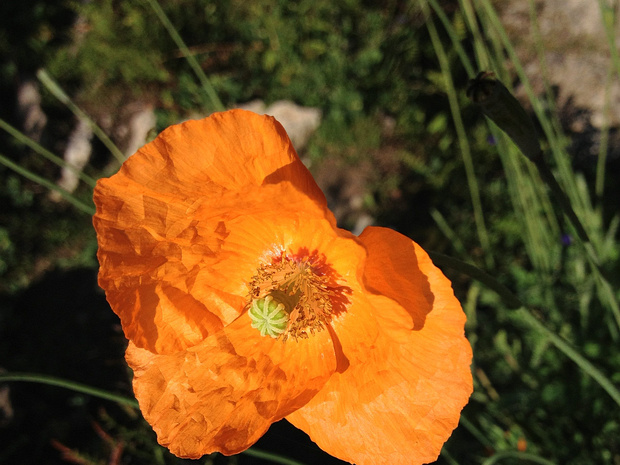 Мак атлантический - Papaver atlanticum
