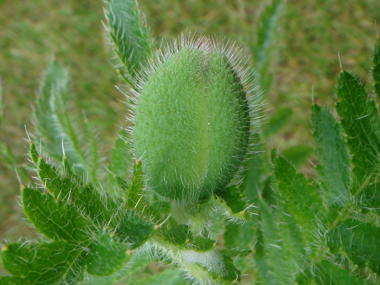 DSC01169