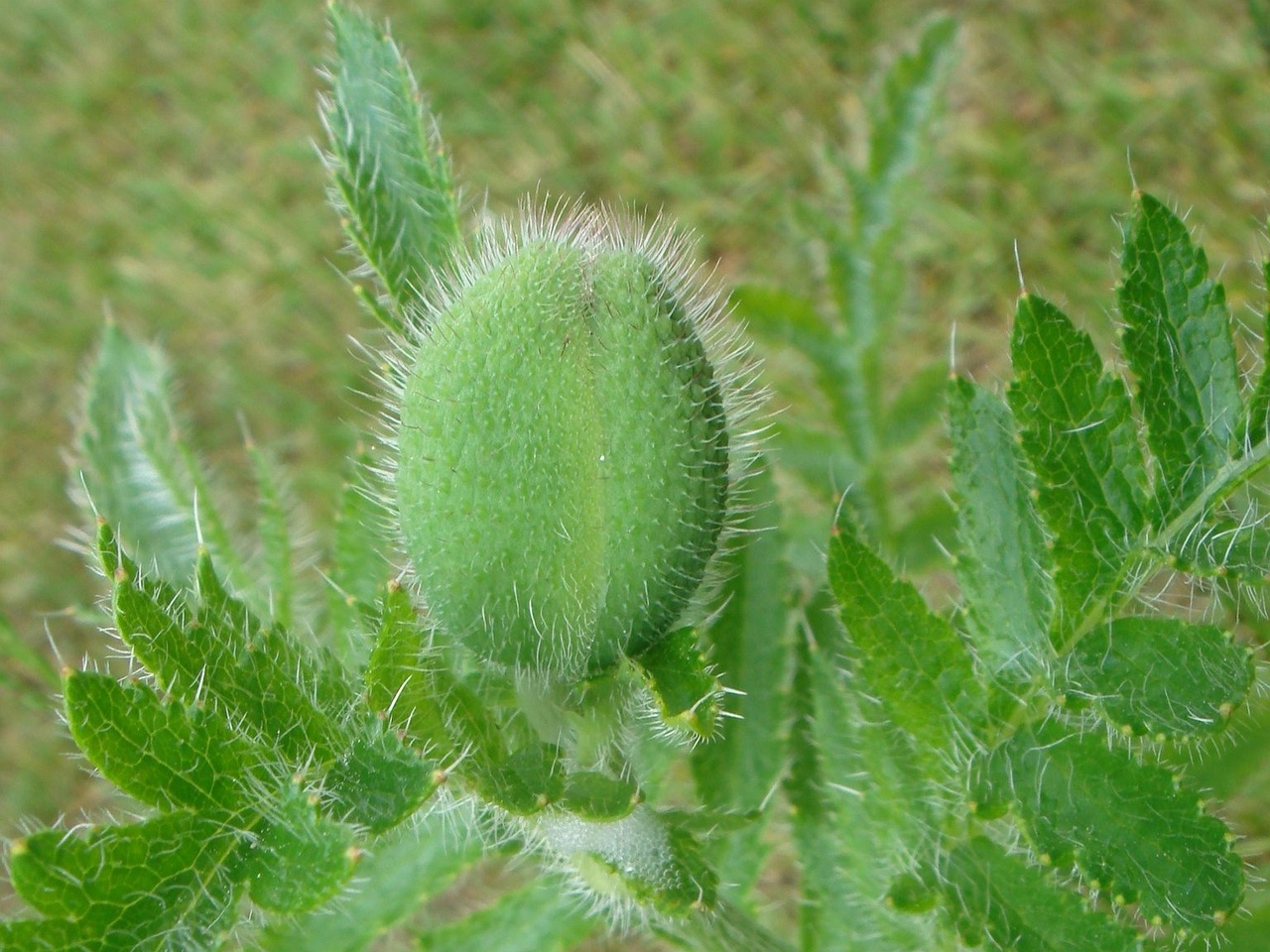 DSC01170