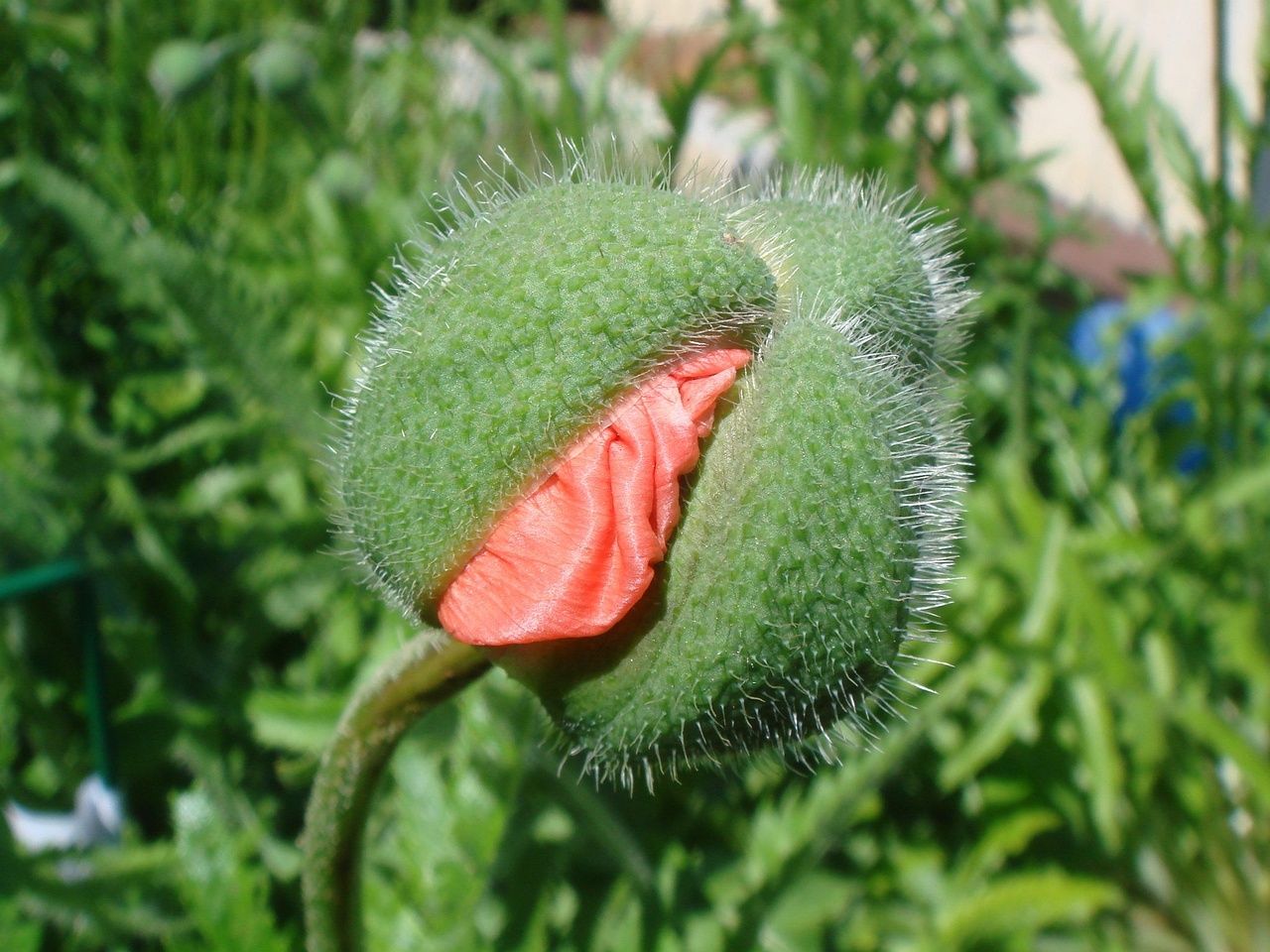 DSC02438