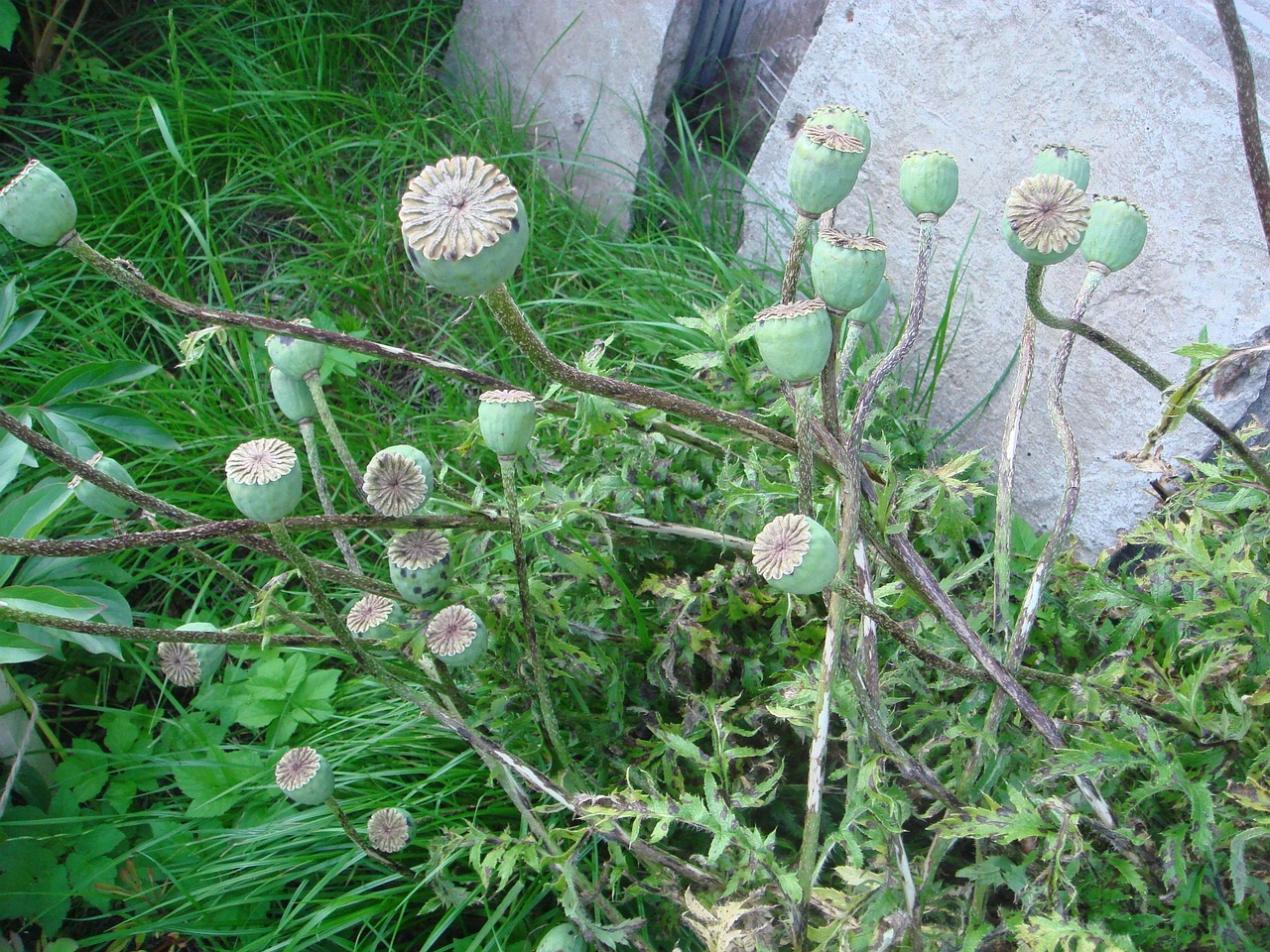DSC03437