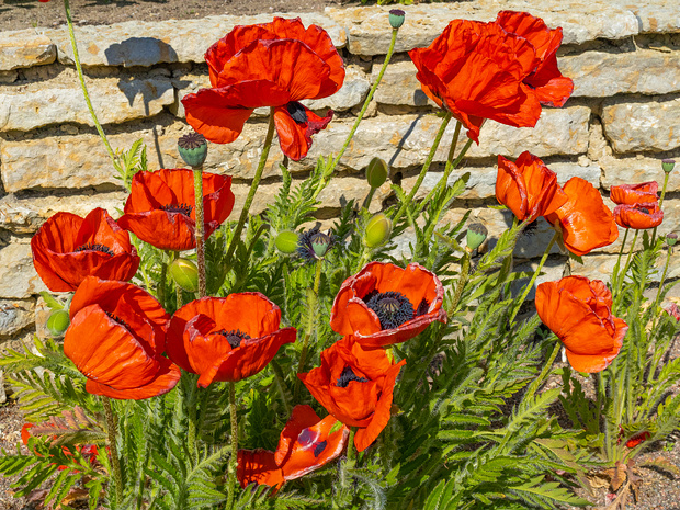 Мак ложновосточный - Papaver pseudo-orientale