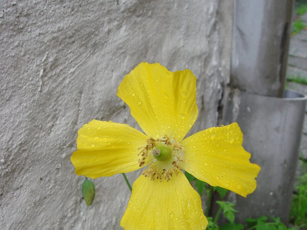 Мак шафранный - Papaver croceum