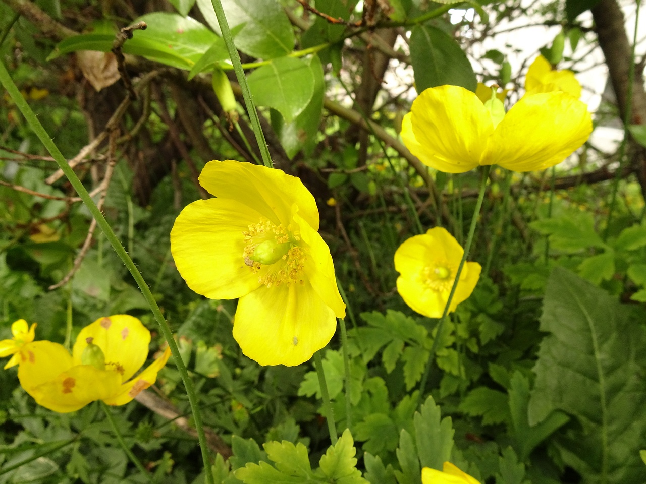 Papaver croceum 22-Jul-19 _ 12_08_06