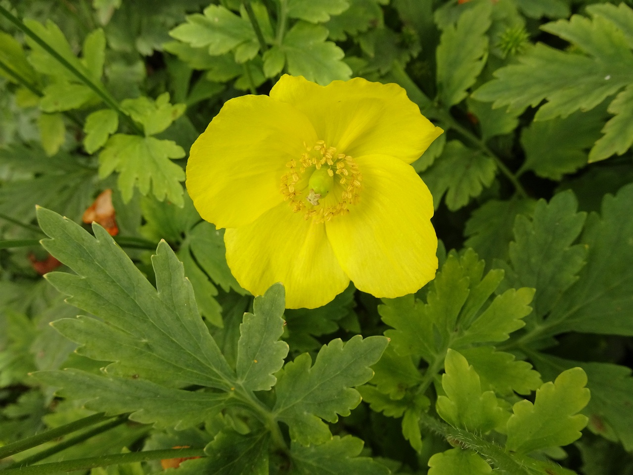 Papaver croceum 22-Jul-19 _ 12_08_10