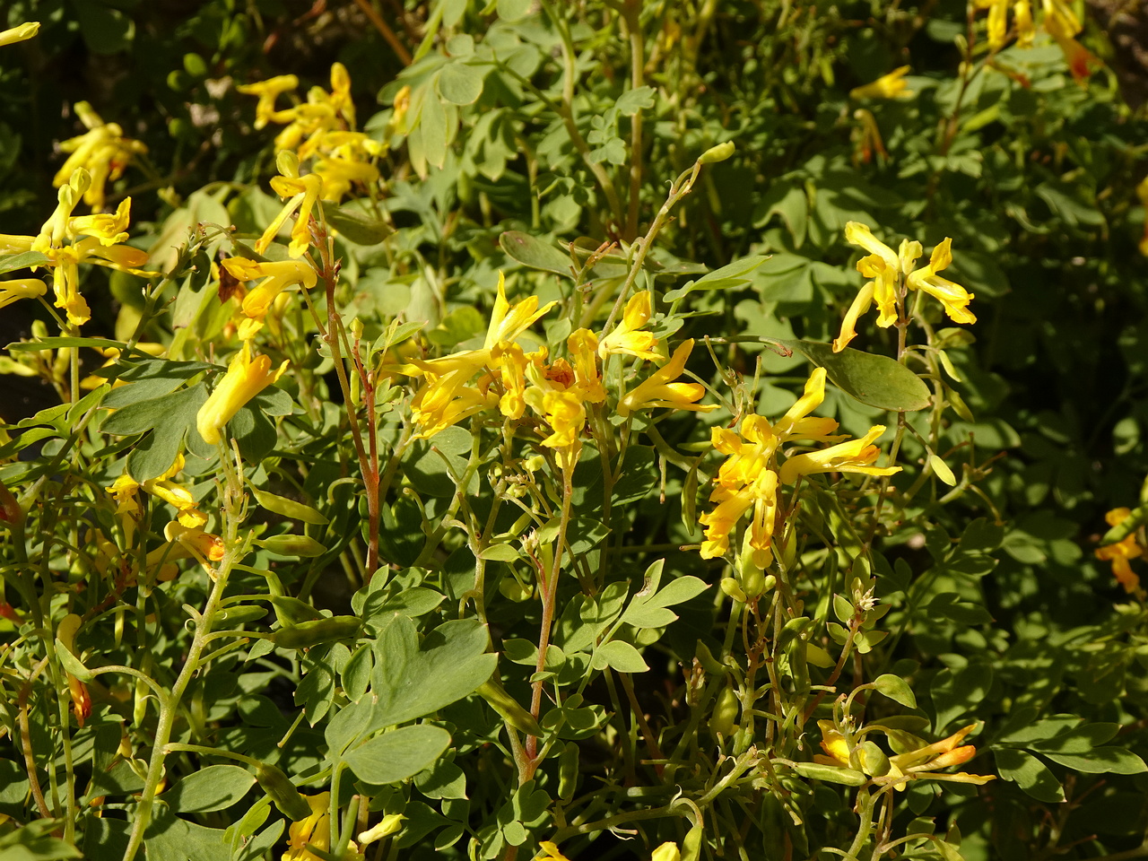 DSC05071