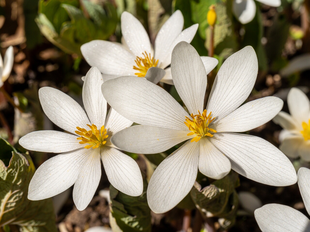 !!Sanguinaria canadensis _2026-04-18_1-20