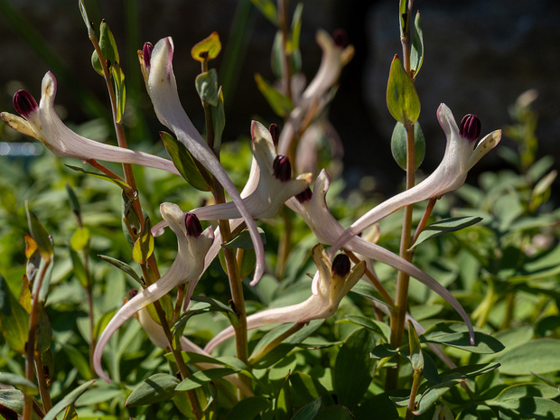 Хохлатка Шангина - Corydalis schanginii