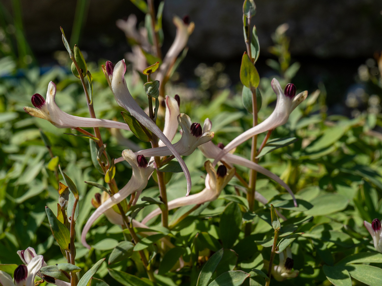 corydalis-schanginii_2025-04-26_1-1