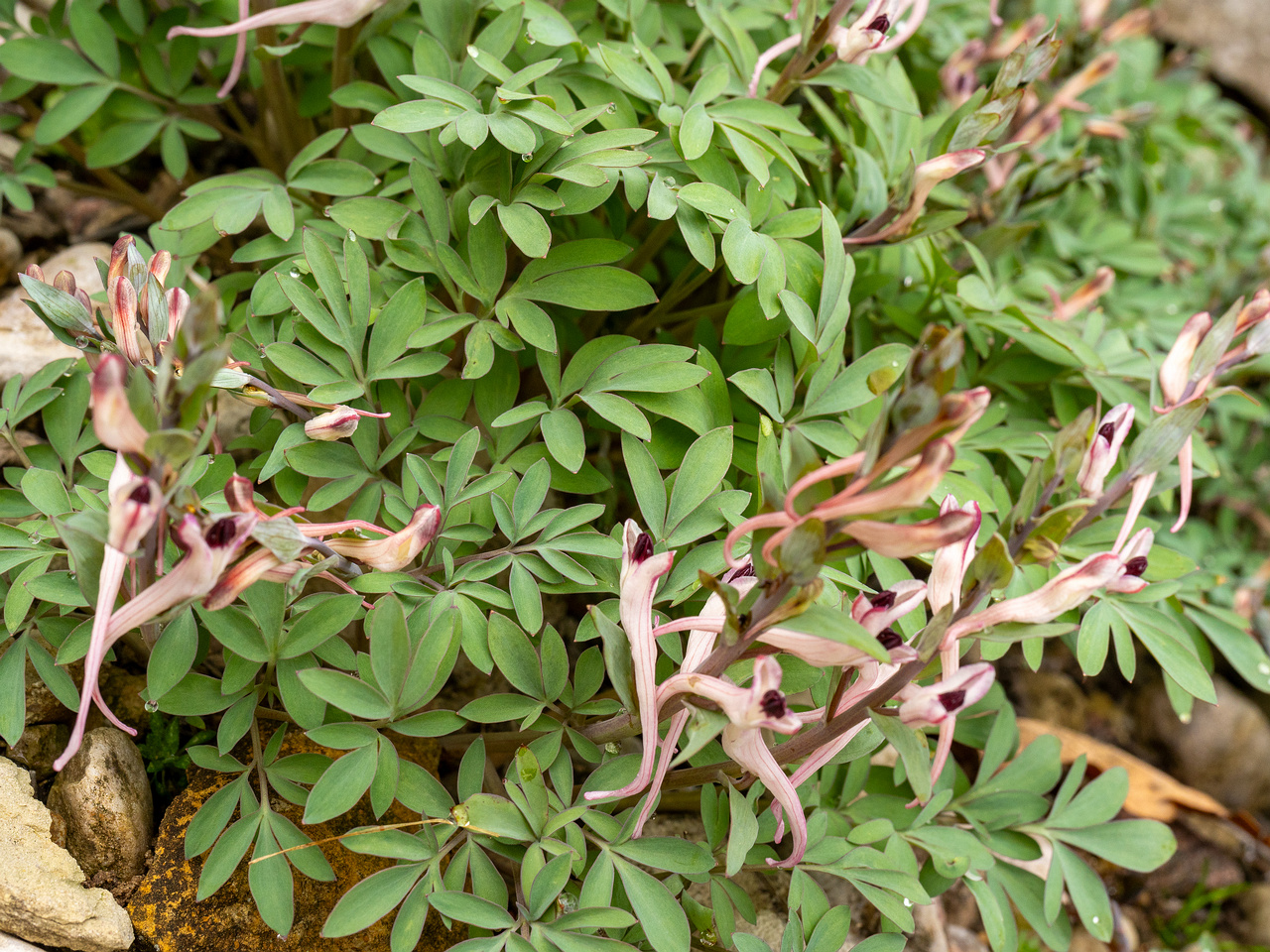 tallinn-botanical-garden-114