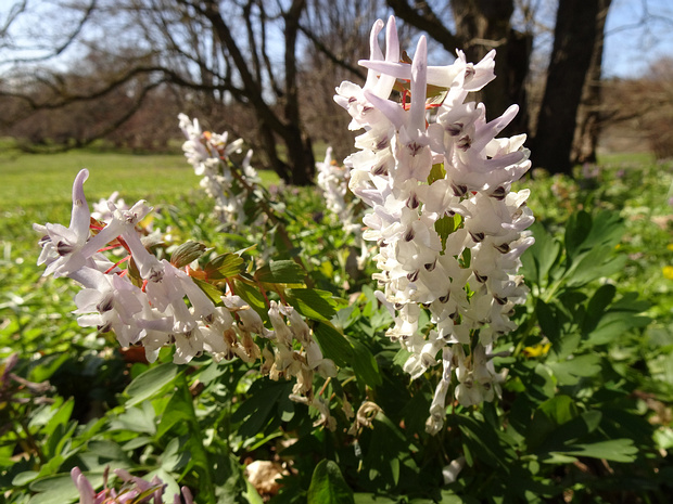 Хохлатка плотная белая форма - Corydalis solida f. alba