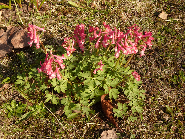 Хохлатка плотная подвид трансильванская - Corydalis solida ssp. transsilvanica