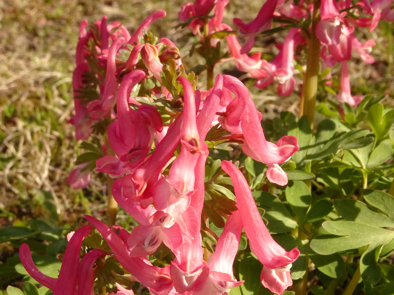 DSC00620