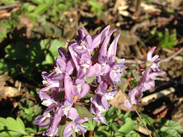 Хохлатка плотная - Corydalis solida