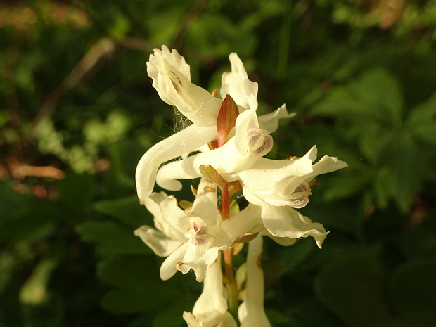 Хохлатка промежуточная белая форма - Corydalis intermedia f. alba