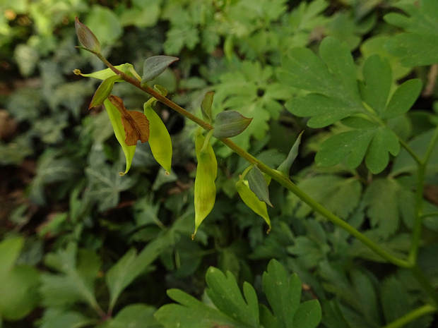 Хохлатка промежуточная - Corydalis intermedia