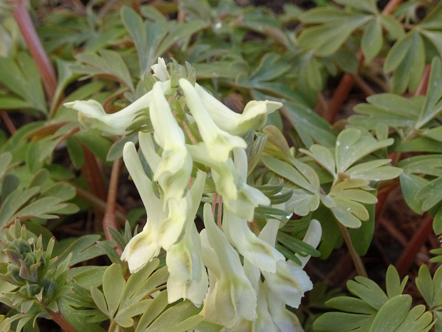 Хохлатка украшенная - Corydalis ornata