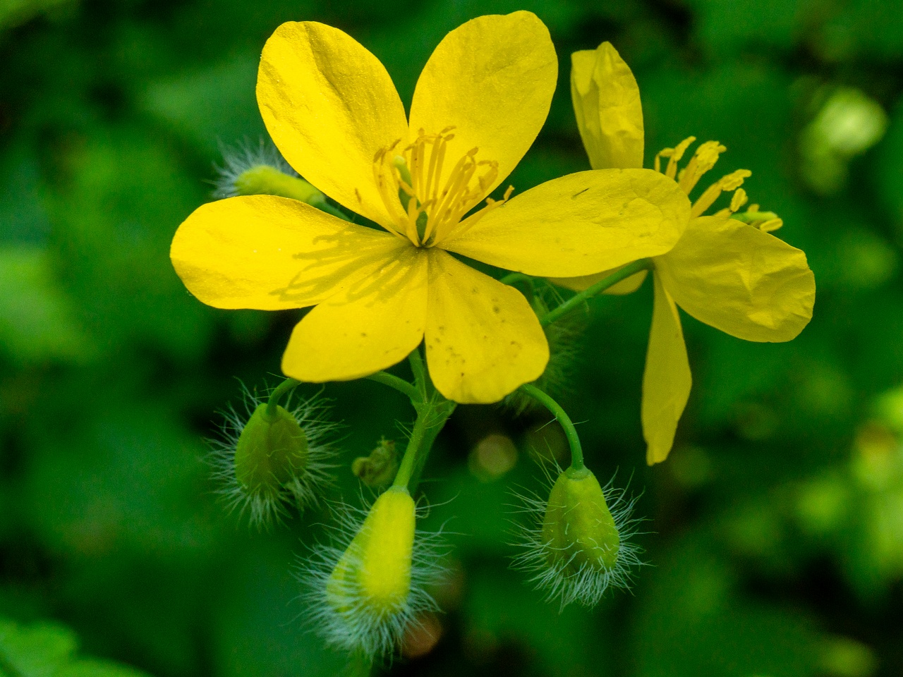 Chelidonium majus _2025-06-01_1-1