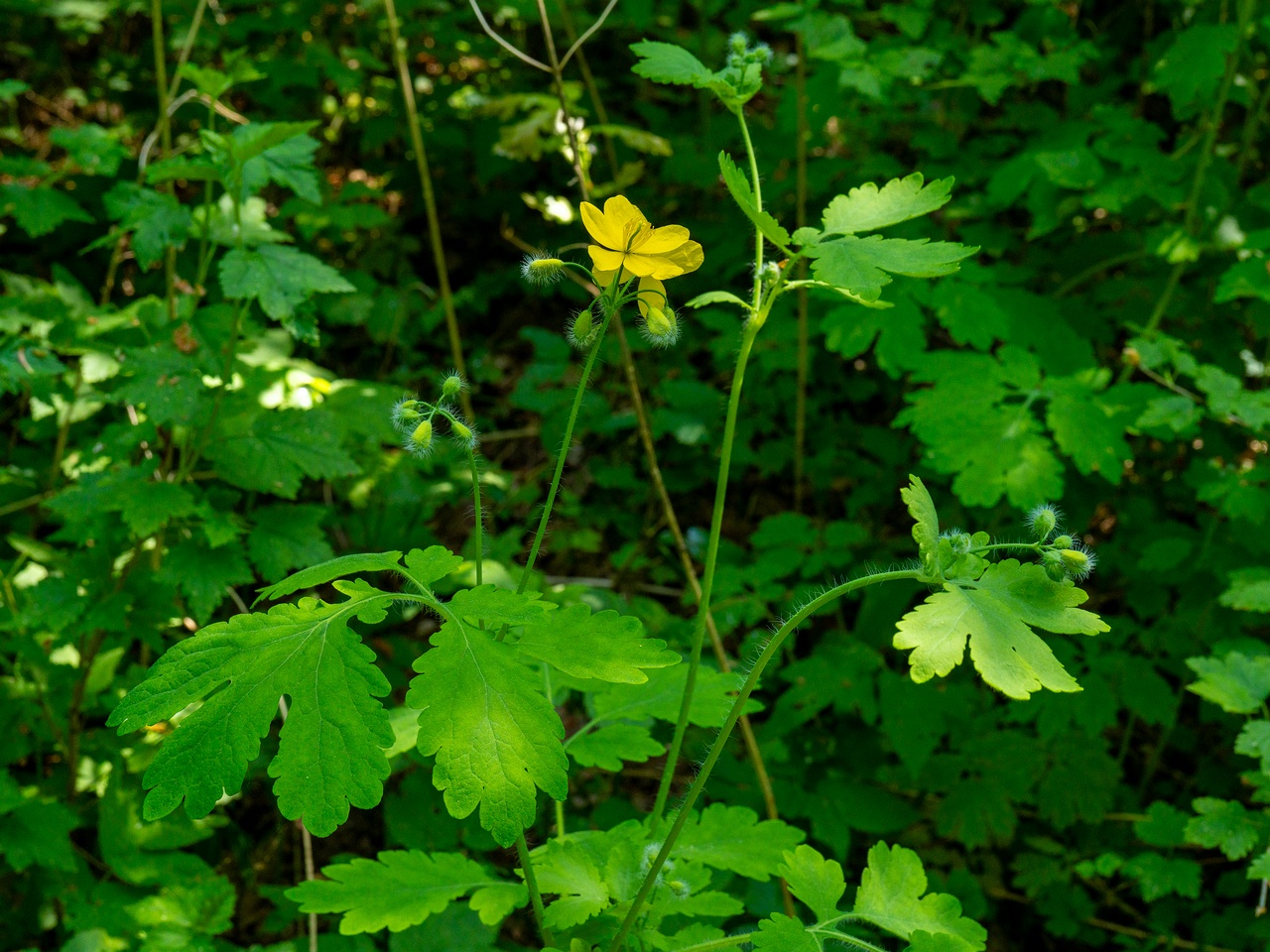 Chelidonium majus _2025-06-01_1-2