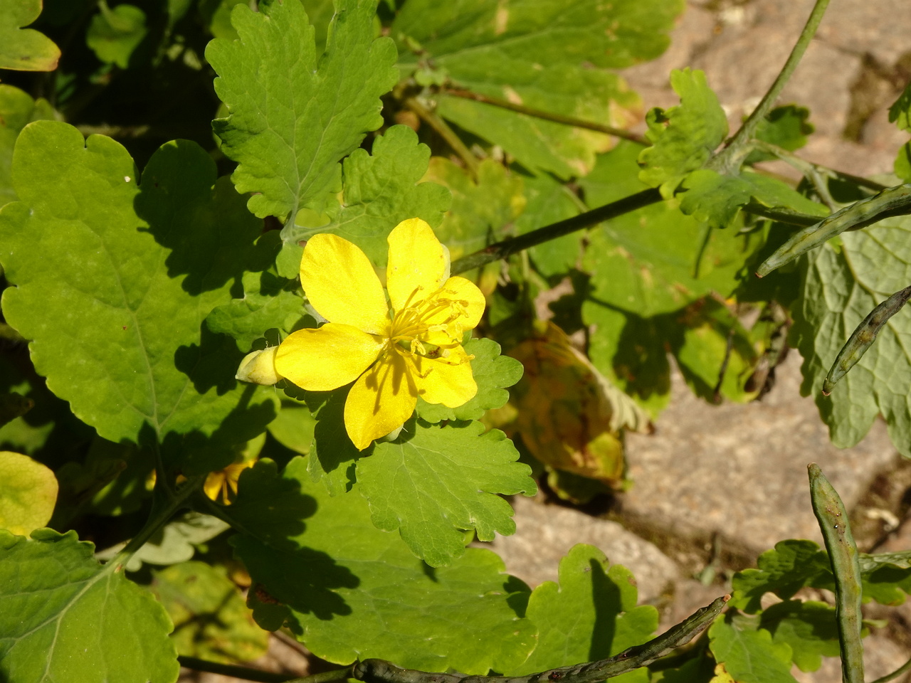 DSC02070