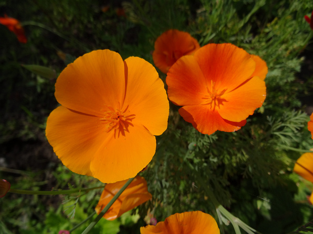 Эшшольция калифорнийская - Eschscholzia californica