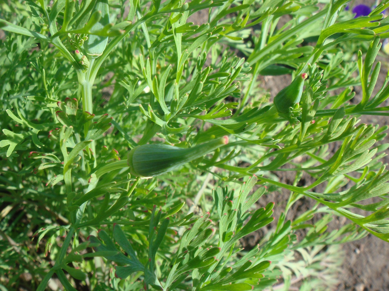 DSC07845