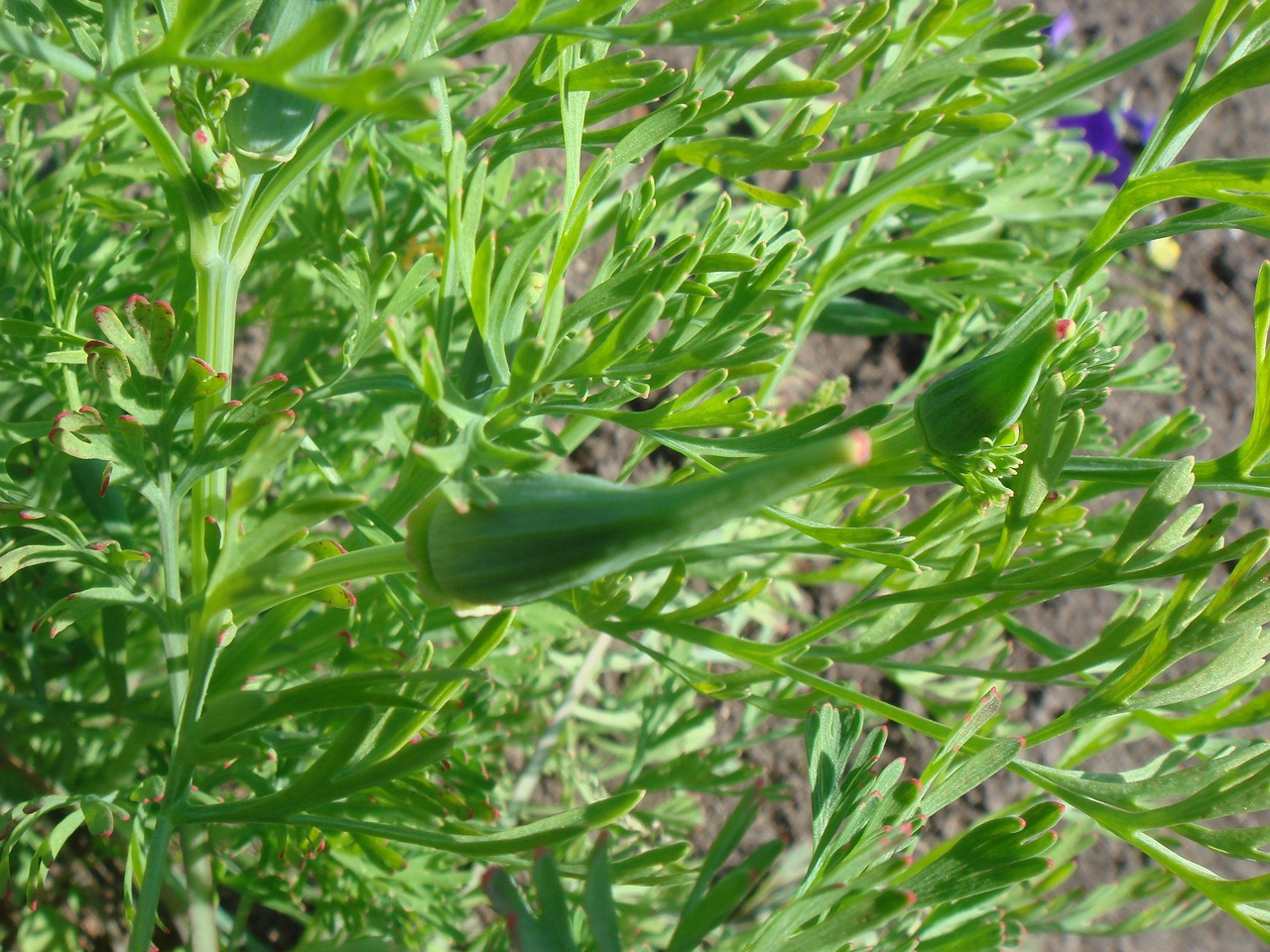 DSC07846