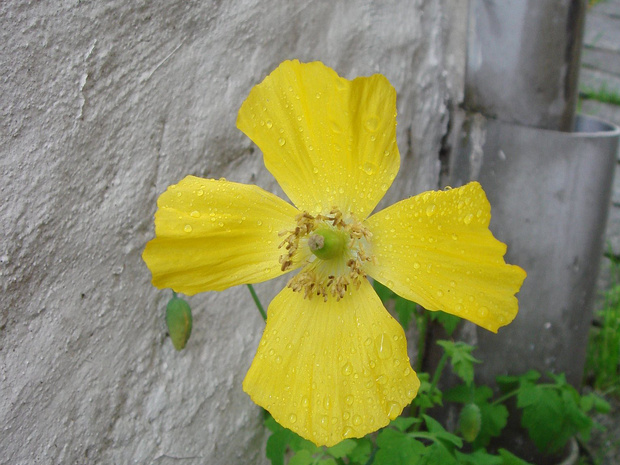 Мак шафранный - Papaver croceum