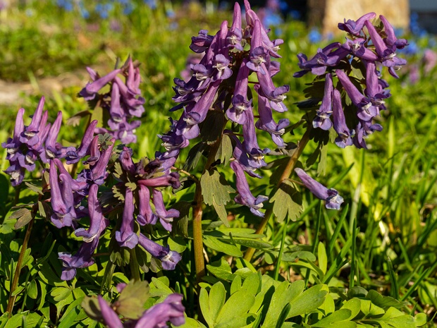 Хохлатка плотная - Corydalis solida