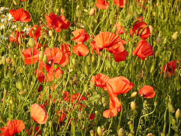 Маковые - Papaveraceae The Papaveraceae, are an economically important family of about 42 genera and approximately 775 known species of...