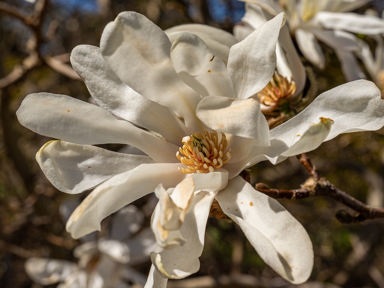 !Magnolia stellata _2026-05-08_1-8