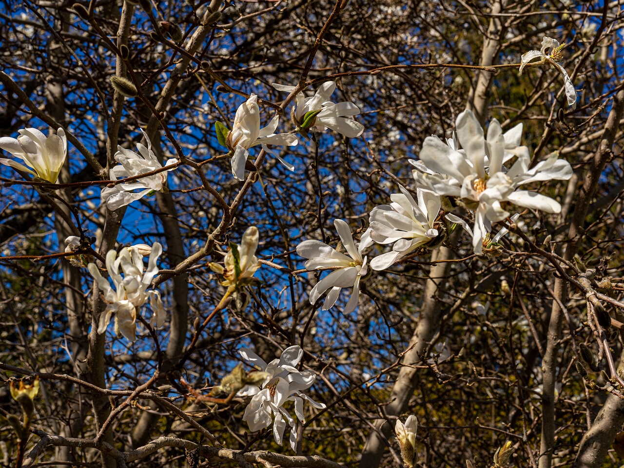 Magnolia stellata _2026-05-08_1-1