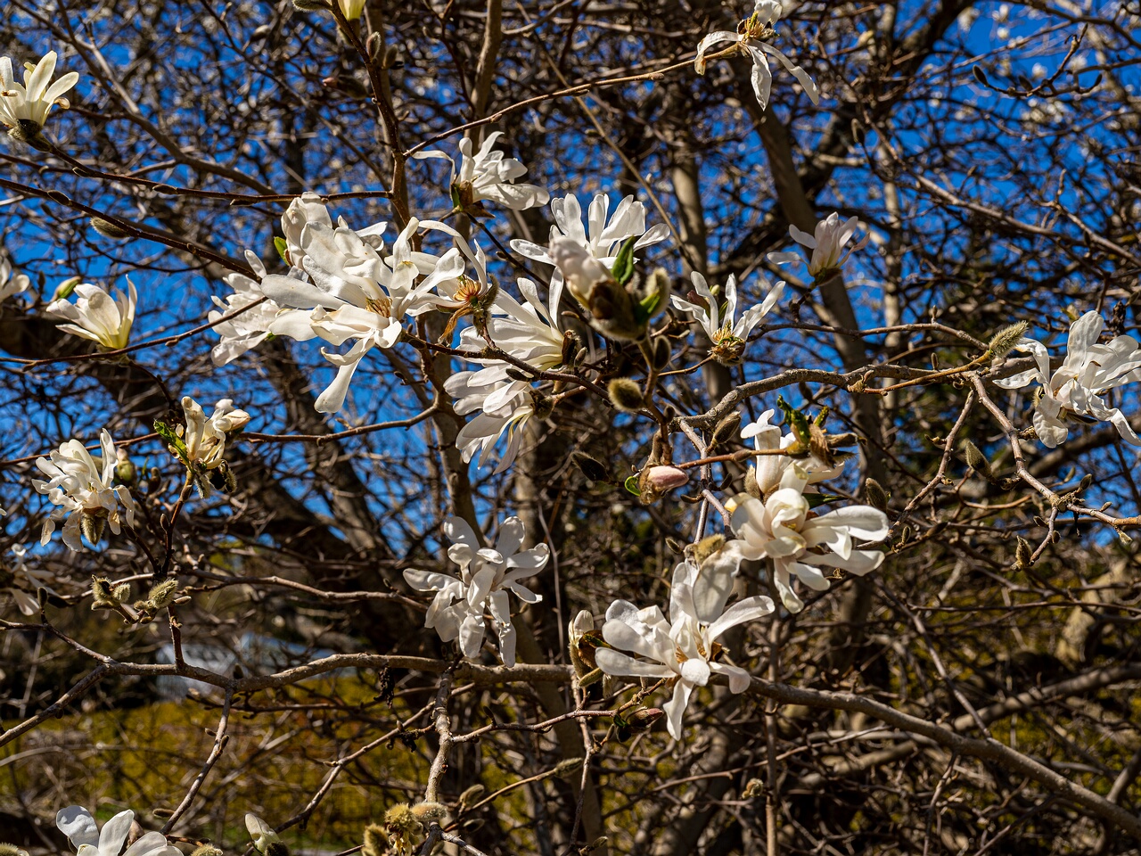 Magnolia stellata _2026-05-08_1-10