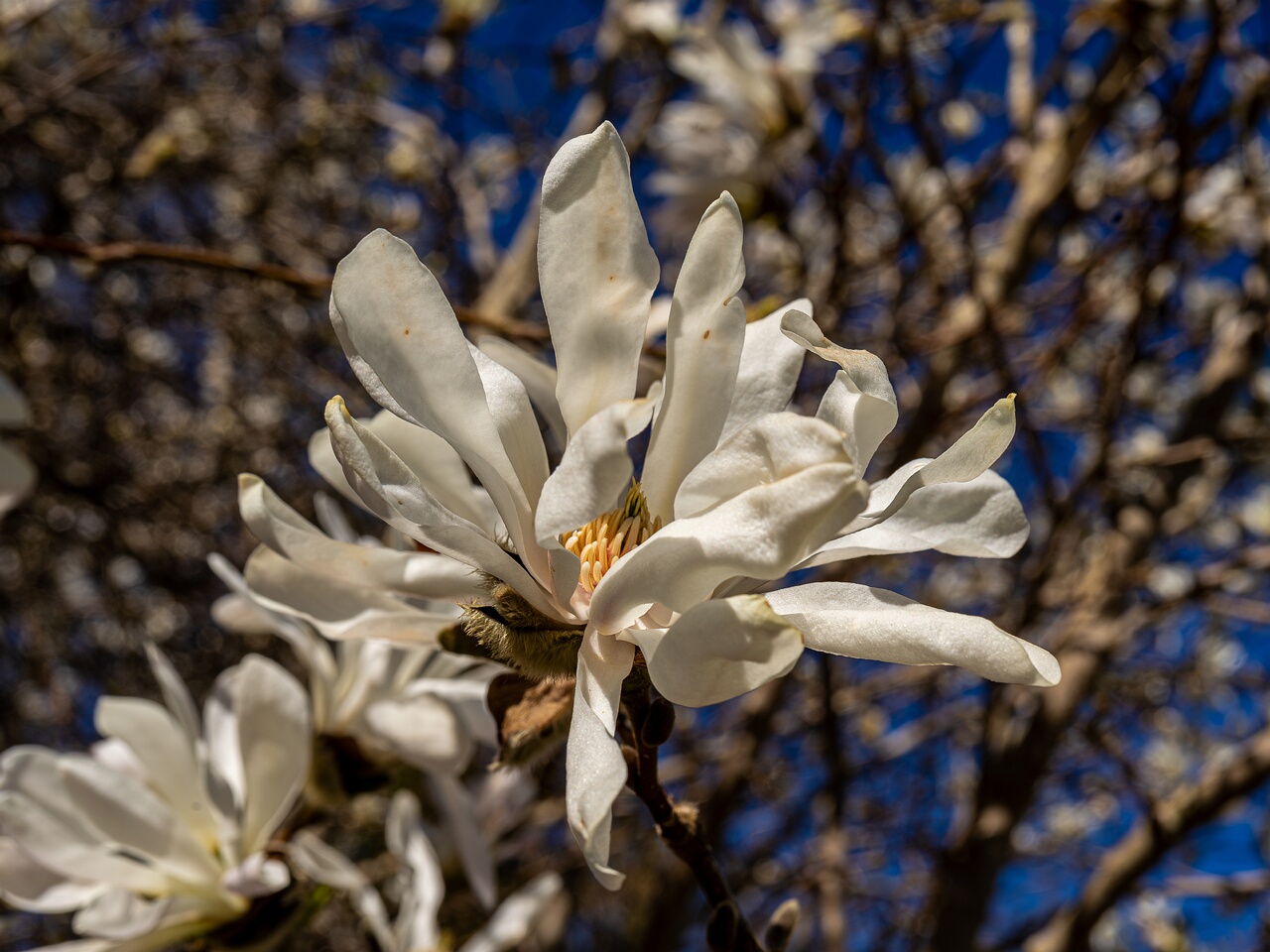 Magnolia stellata _2026-05-08_1-4