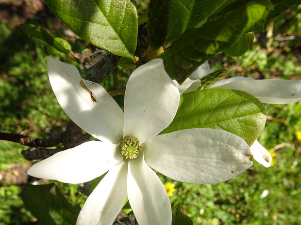 Магнолия кобус - Magnolia kobus