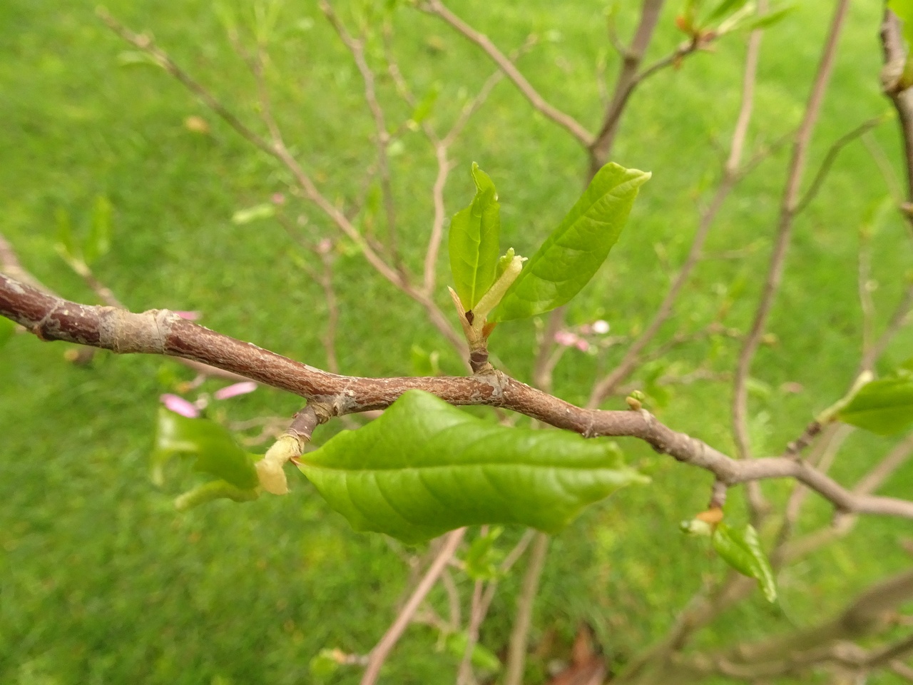 DSC02087