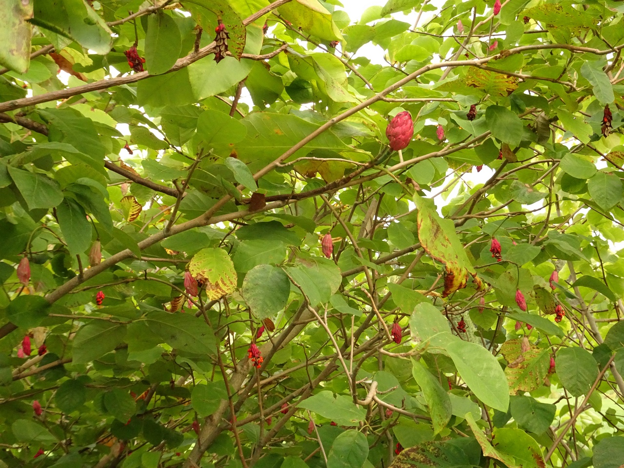 DSC05299