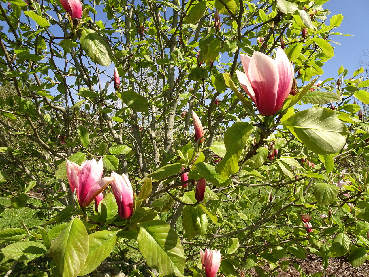 DSC02466