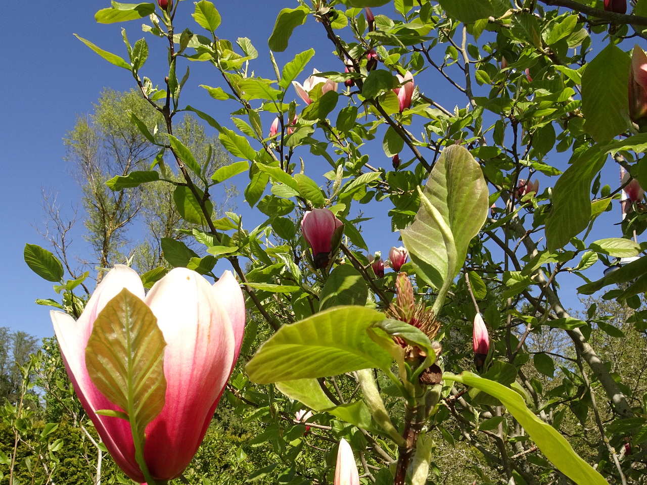 DSC02468