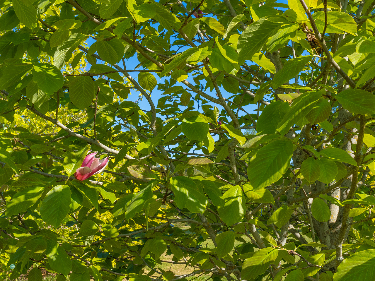 tallinna_botaanikaaed_june-303775